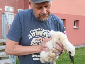 Provaz ošklivě zaškrtil na hnízdě nohu malého čápa. Mládě bohužel vážné zranění nepřežilo