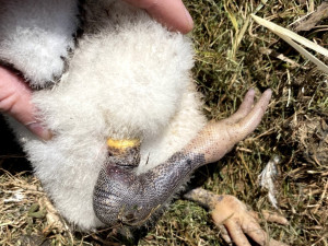 Provaz ošklivě zaškrtil na hnízdě nohu malého čápa. Mládě bohužel vážné zranění nepřežilo
