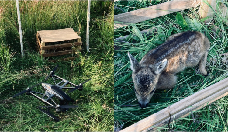 Hledá se dron, který zachraňuje životy srnčat před sekačkami na loukách, letos už pomohl 55 mláďatům