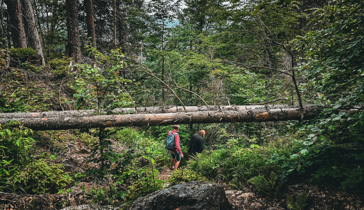 Vystoupejte na Falkenstein a užijte si magickou atmosféru nejdivočejšího pralesa Bavorského lesa a Šumavy