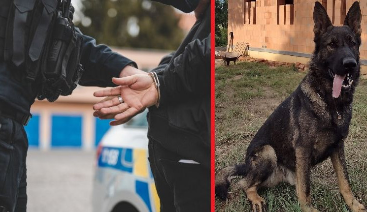 Nebezpečná a ozbrojená dvojice zlodějů se po nevydařené akci skrývala v řepkovém poli. Dopadl je policejní pes