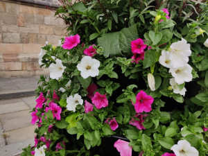 ANKETA: Jak se vám líbí květinová výzdoba na náměstí Republiky?