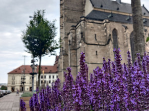 ANKETA: Jak se vám líbí květinová výzdoba na náměstí Republiky?