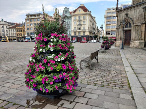 ANKETA: Jak se vám líbí květinová výzdoba na náměstí Republiky?