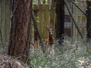 Vypouštění zachráněného srnce
