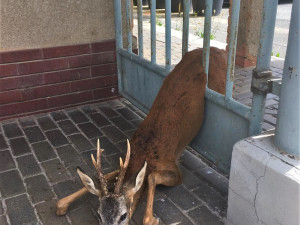 Srnce uvěznila kovová mříž dveří v areálu nedaleko centra Plzně. Záchrannou akci spustila zastupitelka města