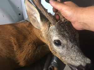 Srnec krátce po vyproštění