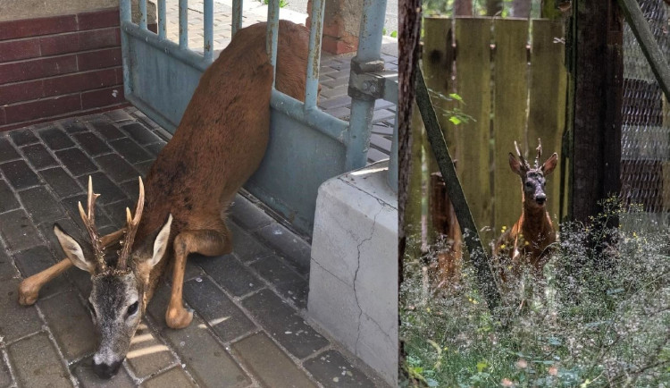Srnce uvěznila kovová mříž dveří v areálu nedaleko centra Plzně. Záchrannou akci spustila zastupitelka města