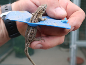 Ještěrka se neprotáhla otvorem v plastové nádobě