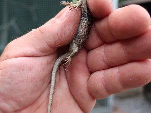 Ještěrka se neprotáhla otvorem v plastové nádobě