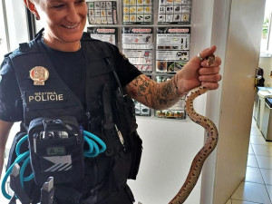 Ve skladu se plazila korálovka