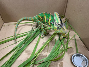 Chameleon utekl své chovatelce