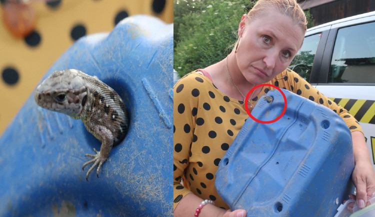 Ještěrka se neprotáhla otvorem v plastové nádobě