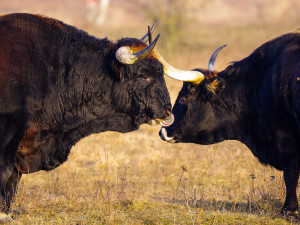 Do přírodní rezervace u Nýřan dorazil býk zpětně šlechtěného pratura, založí tam nový chov