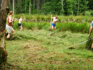 Kosení třtiny šedé