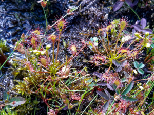 Rosnatka prostřední, foto Věra Končická