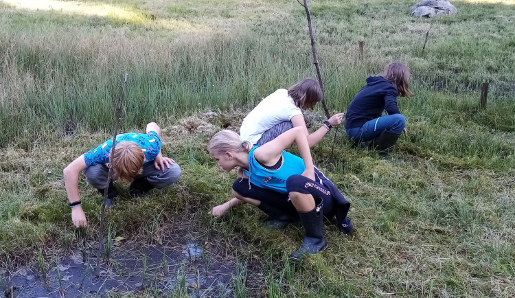 Monitoring rosnatky prostřední, foto: Věra Končická