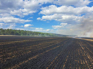 VIDEO: Rozsáhlý požár obilného pole pravděpodobně způsobila jiskra od kombajnu