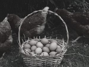 Za prodej drahých vajec šla vdova za mříže. Během první světové války panovala přísná nařízení ohledně cen potravin