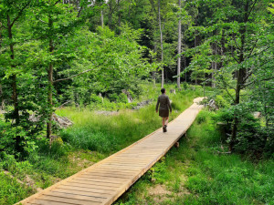 Lidé mohou díky nové stezce opět vidět Boubínský prales. Trasa za půl milionu korun vede k jezírku