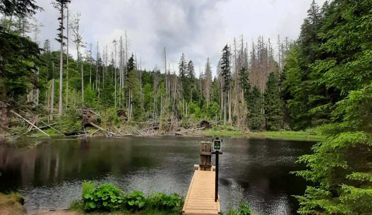 Lidé mohou díky nové stezce opět vidět Boubínský prales. Trasa za půl milionu korun vede k jezírku