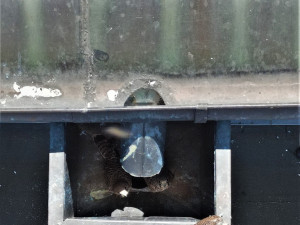 Záchrana poštolčích mláďat, která spadla do sběrače vody u okapu na jedné budově v objektu plzeňského pivovaru