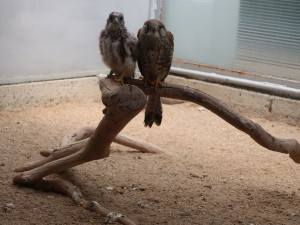 Až 50 poštolčích mláďat vypadlých z hnízda ve městě zachrání každoročně experti ze záchranné stanice