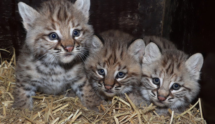 Trojčata rysa červeného úspěšně odchovává plzeňská zoo, babyboom hlásí také u lemurů