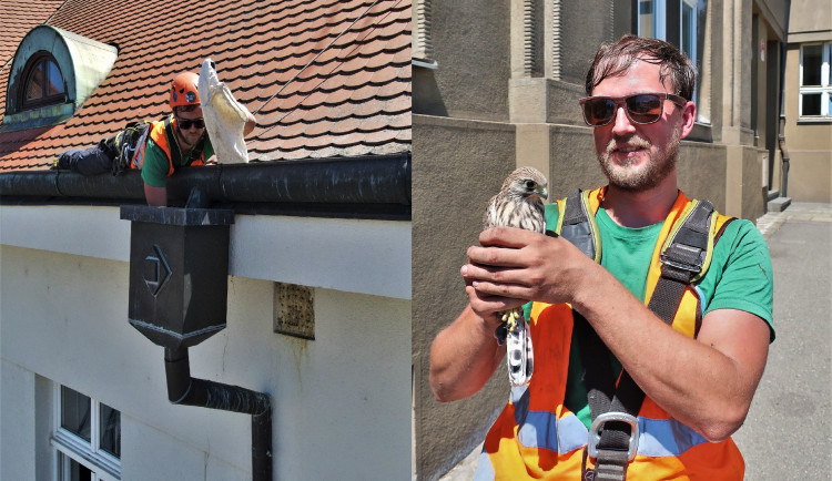 Záchrana poštolčích mláďat, která spadla do sběrače vody u okapu na jedné budově v objektu plzeňského pivovaru