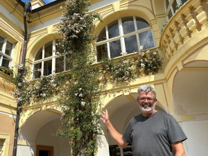 Kastelán Milan Fiala ukazuje popínavou růži, která kvete třeba i 22. prosince