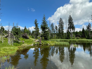 Objevte dechberoucí historické vysokohorské pastviny. Stačí překonat hranici ze Šumavy do Bavorského lesa
