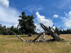 Objevte dechberoucí historické vysokohorské pastviny. Stačí překonat hranici ze Šumavy do Bavorského lesa