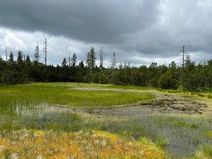 Objevte dechberoucí historické vysokohorské pastviny. Stačí překonat hranici ze Šumavy do Bavorského lesa