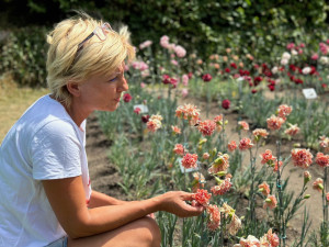 Proslulé klatovské karafiáty se ve městě pěstují už 210 let. Stále vznikají nové druhy hýřící barvami