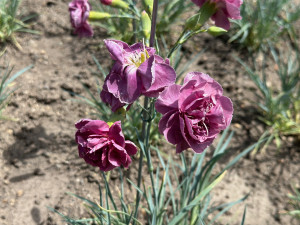 Proslulé klatovské karafiáty se ve městě pěstují už 210 let. Stále vznikají nové druhy hýřící barvami