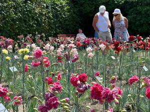 Proslulé klatovské karafiáty se ve městě pěstují už 210 let. Stále vznikají nové druhy hýřící barvami