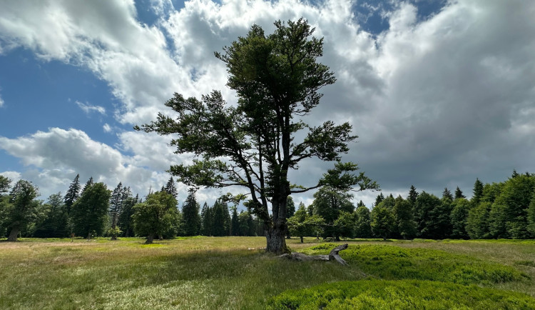 Pastvina Kohlschachten patří k těm nejkrásnějším