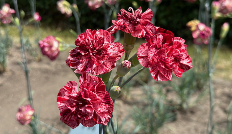 Proslulé klatovské karafiáty se ve městě pěstují už 210 let. Stále vznikají nové druhy hýřící barvami