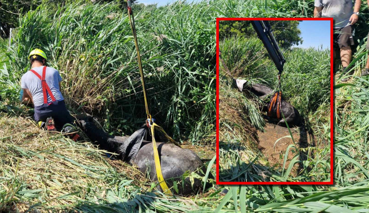 Kůň uvízl v korytě potoka, záchrannou akci komplikovala silná vrstva bahna