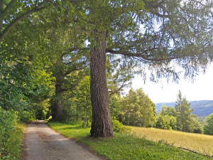 Prastaré modříny v osadě Mochov