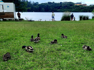 Náročnou očistou prochází jezírko, kde se potvrdil výskyt vodních parazitů způsobujících svědivou vyrážku u lidí