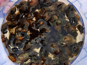 Náročnou očistou prochází jezírko, kde se potvrdil výskyt vodních parazitů způsobujících svědivou vyrážku u lidí