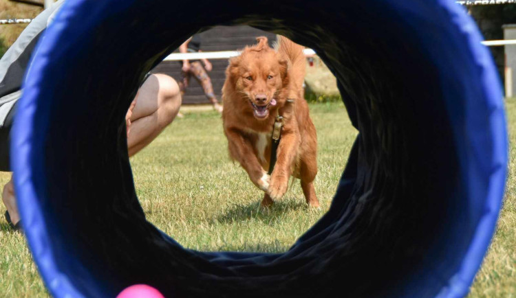 FOTO: Psi a páníčkové z Liberce trénují na výcvikovém táboře ve Sloupu