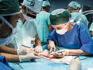 Studenti medicíny operují na škole v Plzni prasata, čtyřnohým pacientům sešívají cévy nebo odstraňují ledvinu