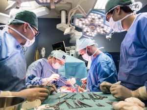 Studenti medicíny operují na škole v Plzni prasata, čtyřnohým pacientům sešívají cévy nebo odstraňují ledviny
