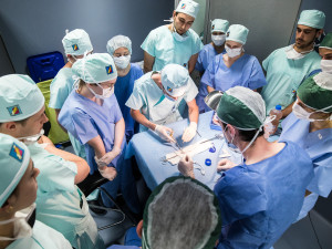 Studenti medicíny operují na škole v Plzni prasata, čtyřnohým pacientům sešívají cévy nebo odstraňují ledvinu