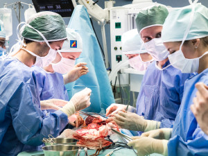 Studenti medicíny operují na škole v Plzni prasata, čtyřnohým pacientům sešívají cévy nebo odstraňují ledvinu