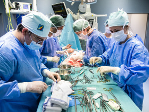 Studenti medicíny operují na škole v Plzni prasata, čtyřnohým pacientům sešívají cévy nebo odstraňují ledvinu