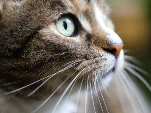 Recidivista ubil kotě, které umíralo v krutých bolestech. Soud mu za to uložil 14 měsíců vězení