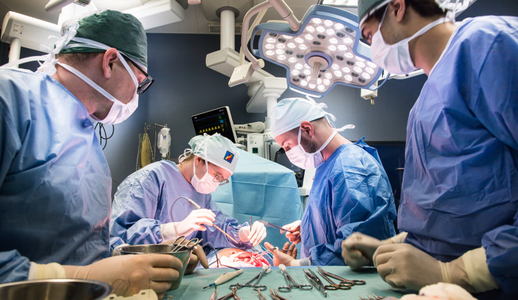 Studenti medicíny operují na škole v Plzni prasata, čtyřnohým pacientům sešívají cévy nebo odstraňují ledvinu